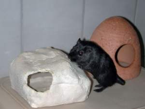 Shadow auf dem Hocker