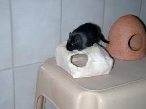 Shadow auf dem Tonh&auml;uschen