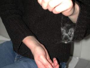 Shadow in meinem &Auml;rmel