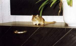 Wusel auf dem Schrank